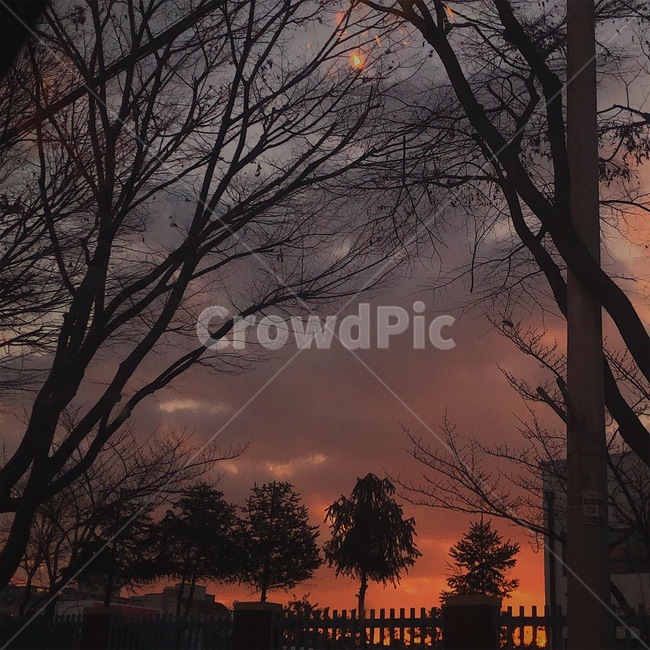 하늘,노을,나무,구름,sunset