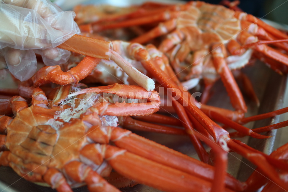 홍게,대게,해산물,음식,요리,안주,술안주,해물,게,food,sealife,해양생물,seafood,crab,음식,식재료,요리,food,cook,meal,dishes,food reserves,수산물,해산물,fishery products,seafood
