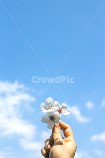벚꽃,하늘,핸드모션,손,봄,나들이,배경,계절,꽃,자연,식물,한국,봄,계절,spring,season,식물,자연,plants,nature,꽃,flower,사람,인물,인간,human,person,신체일부,몸,body,plant