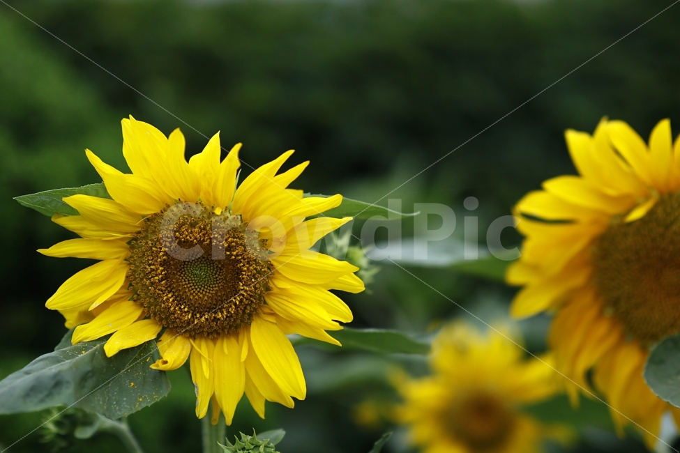 해바라기,꽃,노랑,초록,자연,여름,계절,summer,season,식물,자연,plants,nature,꽃,flower,plant,blossom