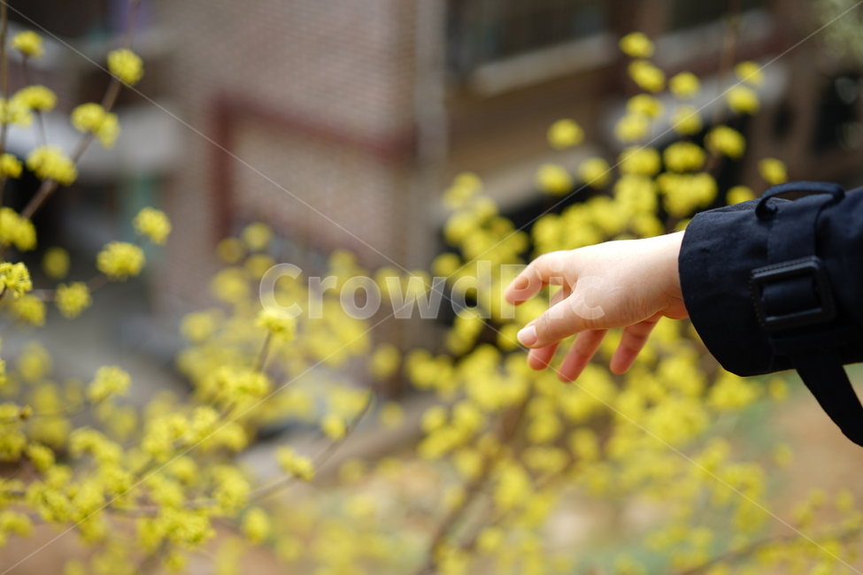 노란색,옐로우,봄,봄꽃,꽃,플라워,계절,생명,식물,나무,나뭇가지,화사,자연,풍경,꽃사진,손,yellow,봄,계절,spring,season,사람,인물,인간,human,person,신체일부,몸,body