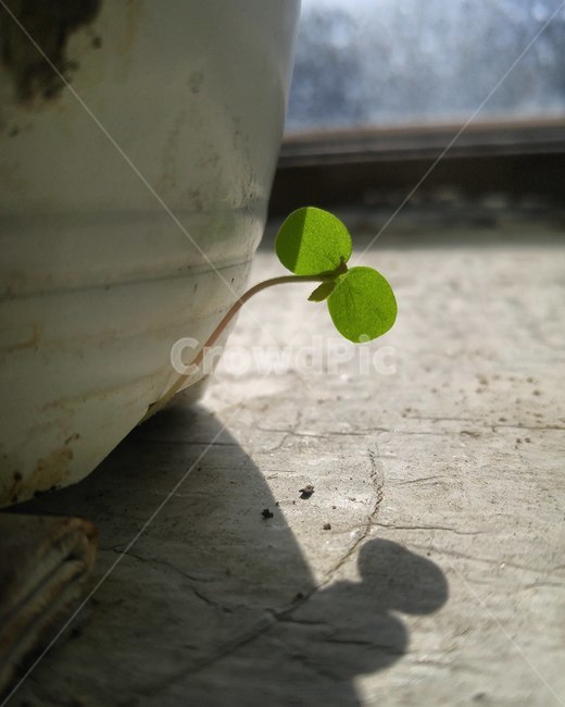 새싹,괭이밥,빼꼼,봄,안식,식물,자연,plants,nature