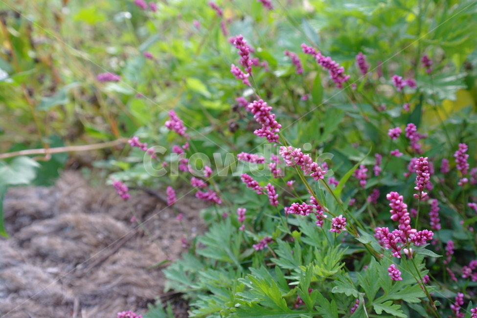 봄,꽃,자연,풀,초록,식물,자연,plants,nature,꽃,flower