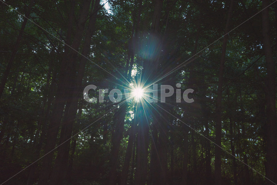 자연,풍경,햇빛,햇살,감성,자연,풍경,nature,landscape,식물,plants,나무,trees,wood,휴식,힐링,rest,relaxation,healing,light,빛,flare,플레어