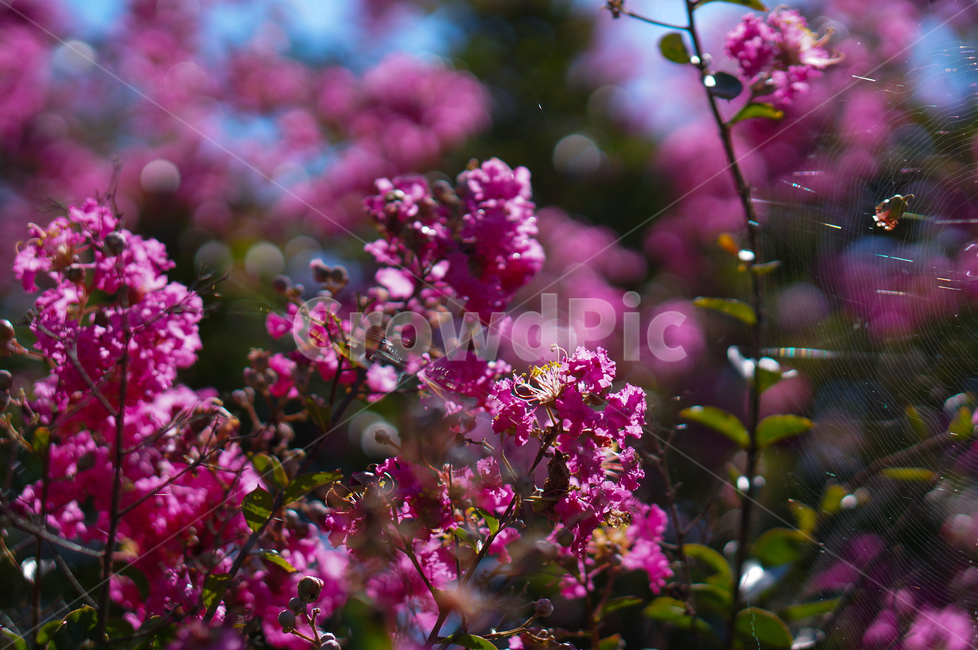 베롱나무,베롱꽃,핑크,풍경,여름,식물,자연,plants,nature,꽃,flower