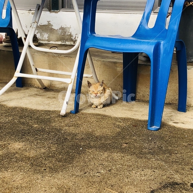 고양이,길고양이,식빵고양이,시골고양이,자는고양이