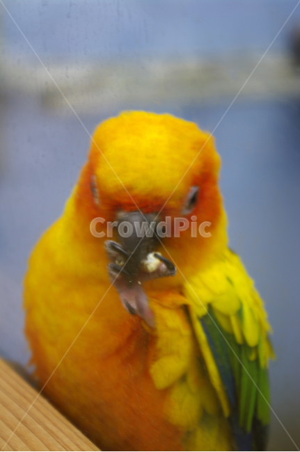 새,조류,앵무새,color,bird,동물,animal,조류,새,birds