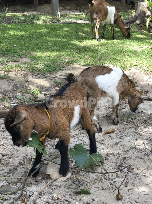 염소,goat,아기염소,들판,초목,풀,먹이,자연,nature,동물,animal,grass
