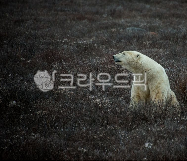 Canada,Polar Bear,Tundra,Nature,Season,Outdoor,Animal,Mammal,Bear,Arctic Circle,Bush,Warming,Winter