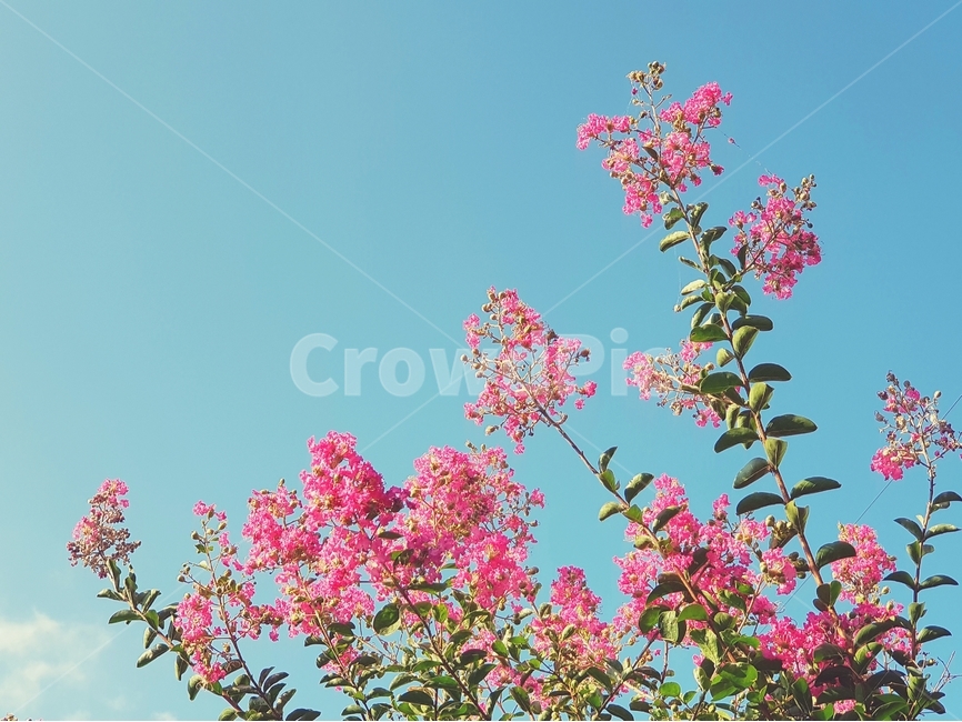 자연풍경,감성,식물,꽃,하늘,분홍,초록,파랑,구름,landscape,nature,plant,flower,sky,cloud,pink,green,blue,sensitivity,식물,자연,plants,nature,꽃,flower,색깔,색상,색채,색감,color sense,color sensitivity,feeling of color