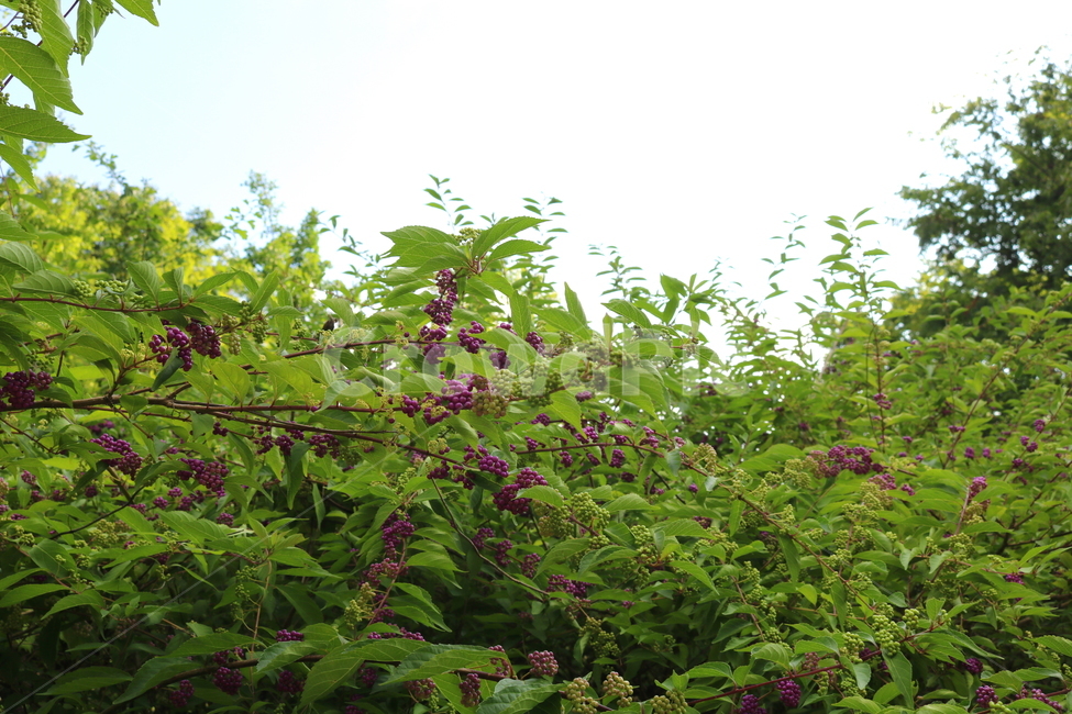 나무,식물,좀작살나무,열매,자연,좀작살나무열매,식물,자연,plants,nature,과일,열매,fruit
