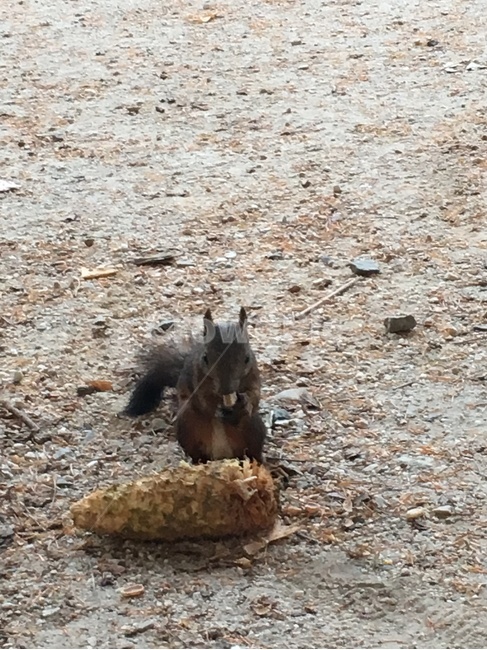 잣,pinenuts,청설모,squirrel,자연,nature,동물,animal