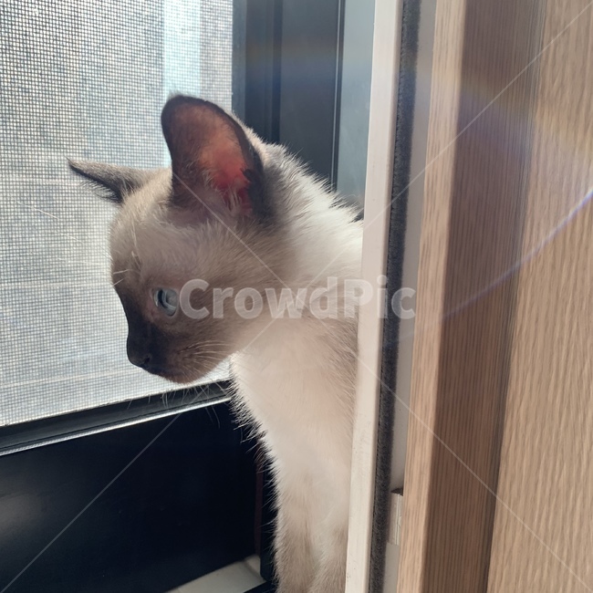 동물,고양이,반려묘,귀여워,샴