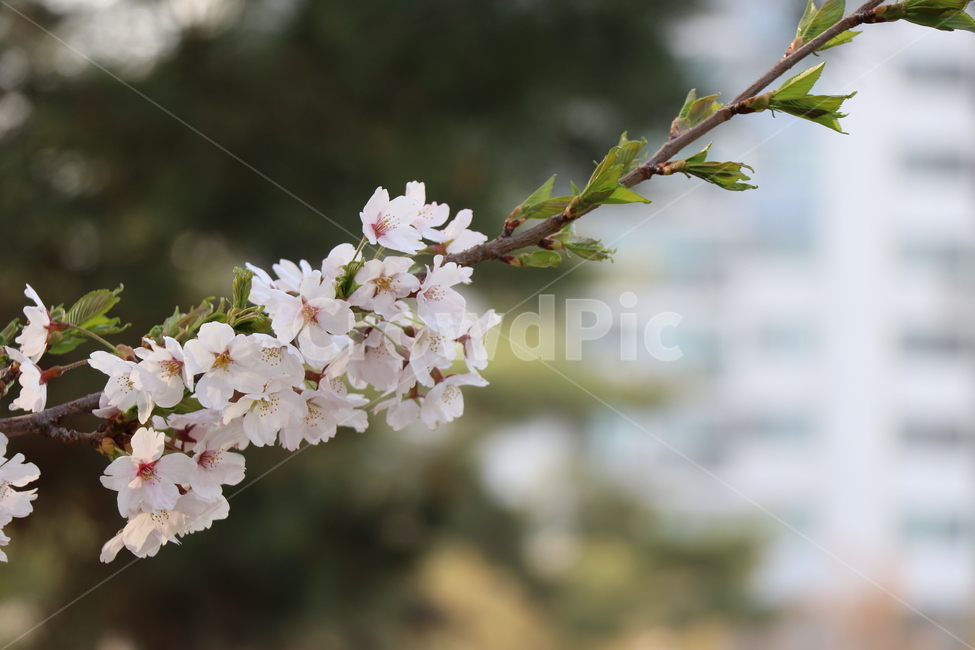 꽃,봄,4월,계절,벚꽃,봄,계절,spring,season,plant,식물,flower,blossom