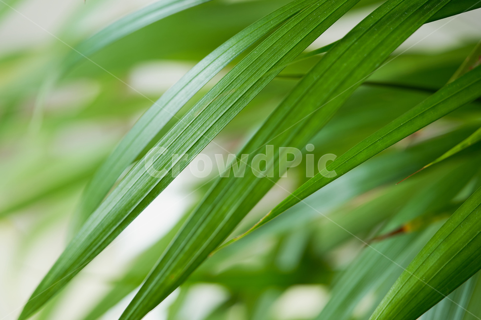plant,식물,vegetation,초목,grass,green,식물,자연,plants,nature