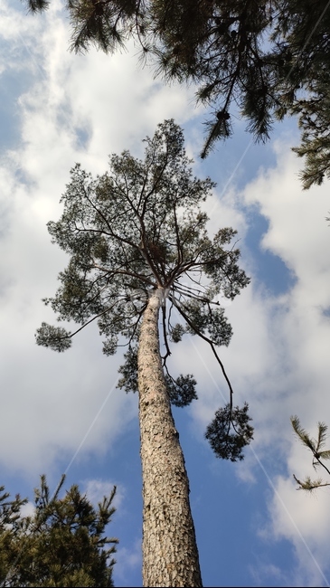 소나무,솔나무,plne,plant,식물,tree,나무,treetrunk,나무줄기