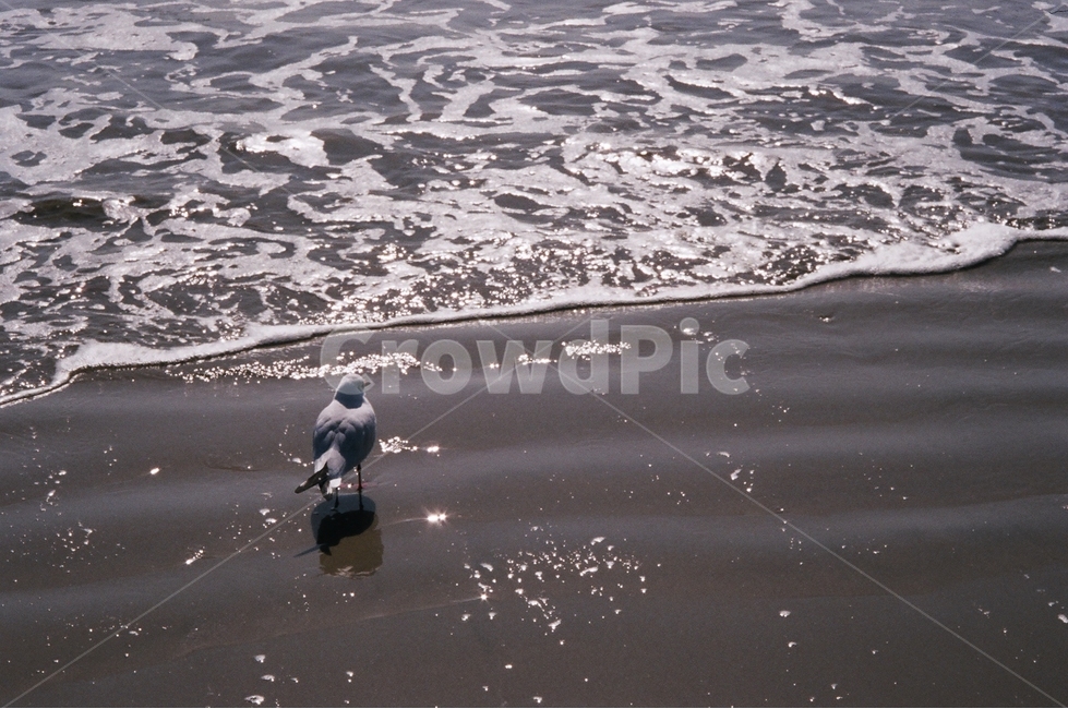 바다,파도,필름,감성,새,갈매기,부산,해변,바다,beach,sea,동물,animal,조류,새,birds,감성,sensible,feeling,휴식,힐링,rest,relaxation,healing