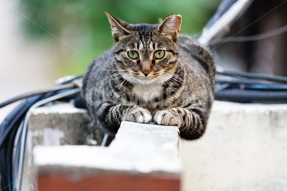고양이,길고양이,길냥이,야옹이,냐옹이,냥냥이,반려묘,애완묘,반려동물,애완동물,야생동물,펫,캣,동물,animal,포유류,mammal,고양이,cat,kitten,kitty