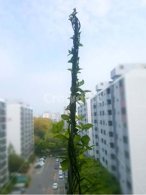 덩쿨,화분,베란다,식물,초록,식물,자연,plants,nature