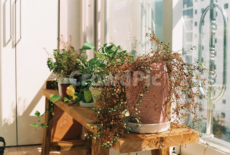화분,일상,베란다,맑음,집,식물,자연,plants,nature,실내용화초,화분,화초,house plant,감성,sensible,feeling