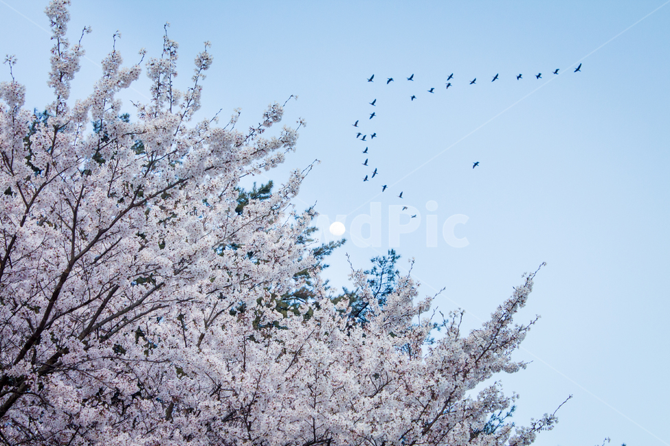 벚꽃,cherryblossom,봄꽃,꽃,flower,봄,spring,밤,하늘,sky,달,moon,새,bird