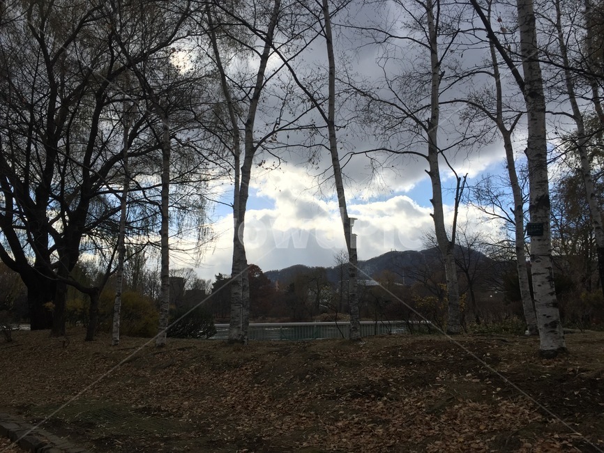 공원,나무,풍경,역광,구름