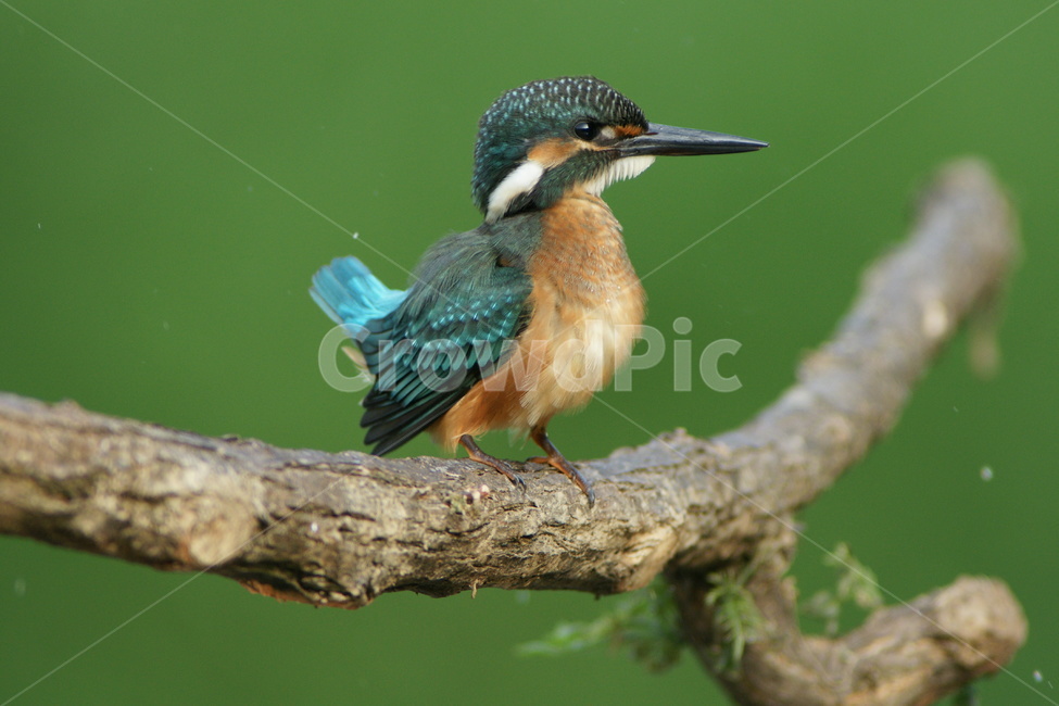물총새,조류,하천,철새,새,동물,animal,조류,새,birds