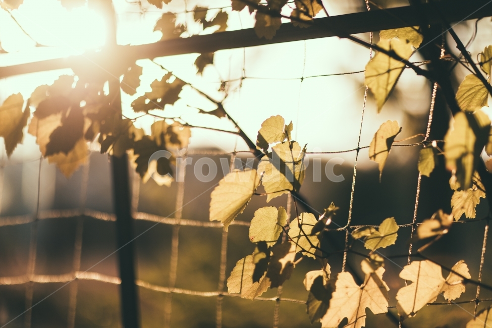 잎사귀,노을,햇살,나무,식물,그물망,식물,자연,plants,nature,감성,sensible,feeling,휴식,힐링,rest,relaxation,healing
