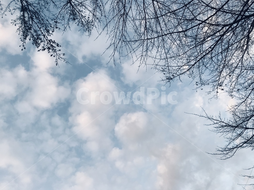 하늘,구름,나무,하늘색,푸른색,자연,풍경,nature,landscape
