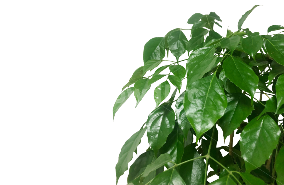 나뭇잎,나무,잎,잎사귀,봄,나뭇잎누끼,leaf,식물,plant,식목일,산림