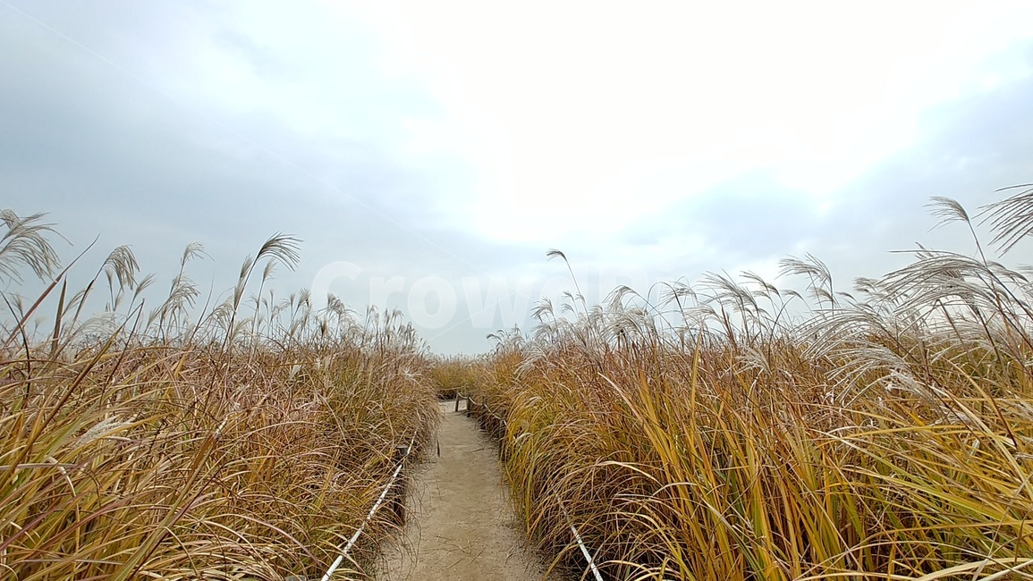 가을,갈대,억새,억새길,갈대길,하늘공원,가을,계절,fall,autumn,season,자연,풍경,nature,landscape,grass,잔디,plant,식물,ditch,도랑