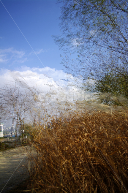 가을,나무,억새,식물,autumn,자연,풍경,nature,landscape,grass,잔디,plant