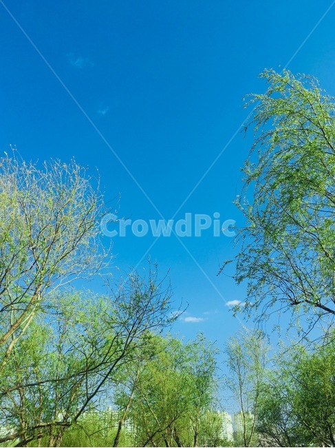 plant,식물,tree,나무,하늘