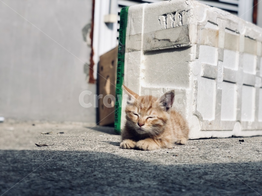 고양이,고양이들,cat,동물,감성사진,고양이사진,새끼고양이,고양이,cat,kitten,kitty