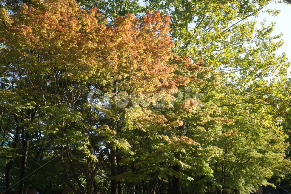 tree,maple,plant,나무,식물,단풍,park,공원,시민의숲,양재시민의숲,양재시민의숲,시민의숲,yangjaepark,yangjae,yanjaeforest,yangjaecitizenforest,가을,계절,fall,autumn,season