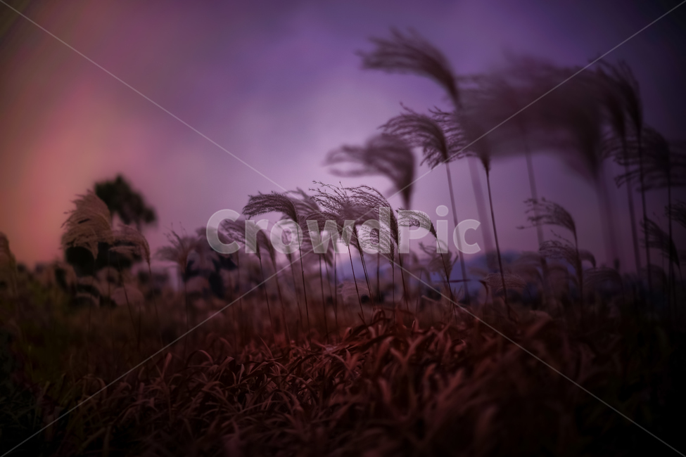 억새,가을,보라,하늘,갈대,grass,식물,plant