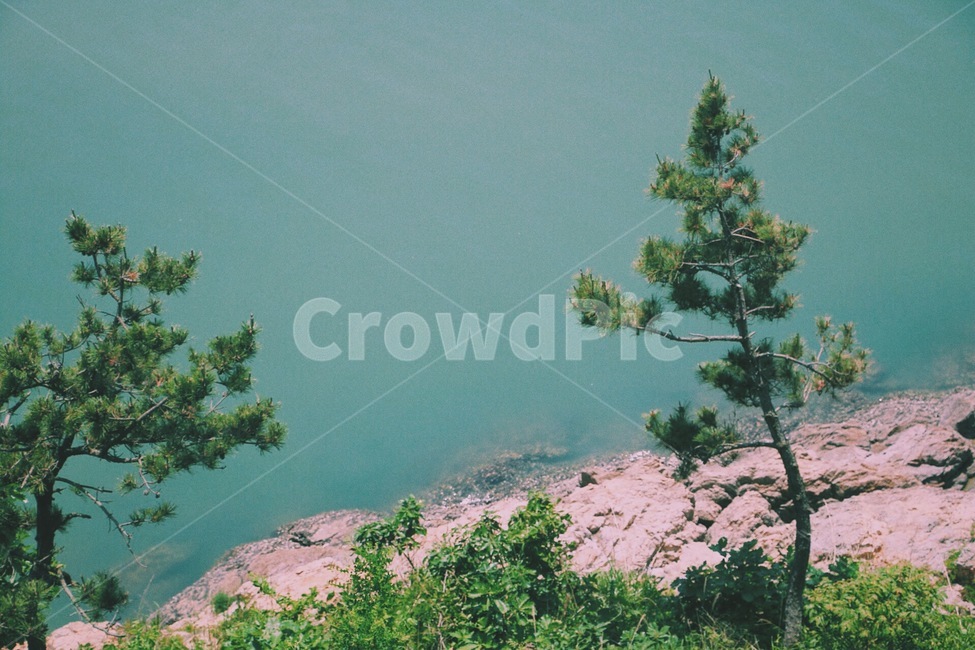 여름,봄,파릇파릇,나무,식물,바다,풍경,자연,풍경,nature,landscape,tree,plant,fir,전나무,conifer,구과 식물