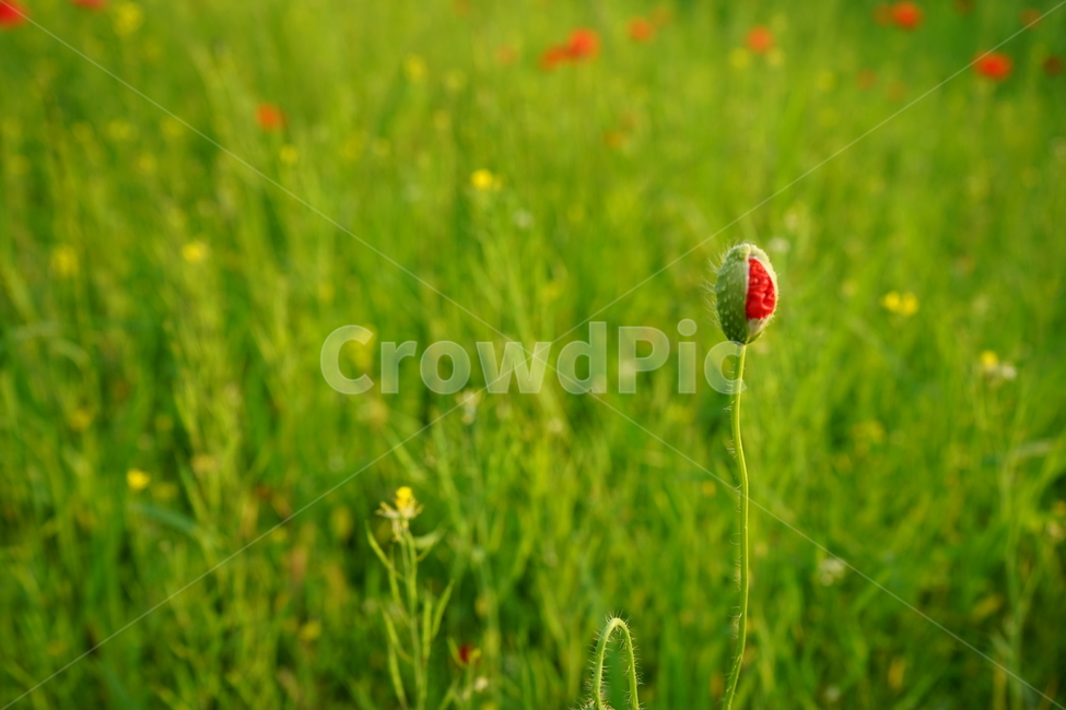 유채,유채꽃,양귀비,봄,4월의꽃,식물,자연,plants,nature,꽃,flower