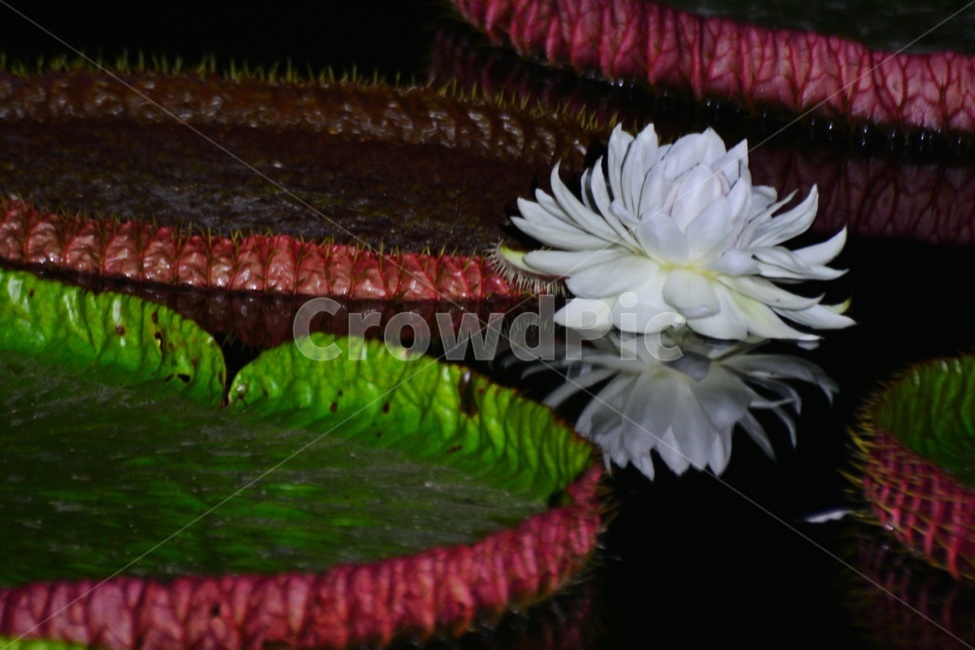 flower,blossom,꽃,petal,꽃잎,plant,식물,부여,궁남지,연꽃축제,수련,연꽃,백련,빅토리아연,빅토리아연꽃,연잎