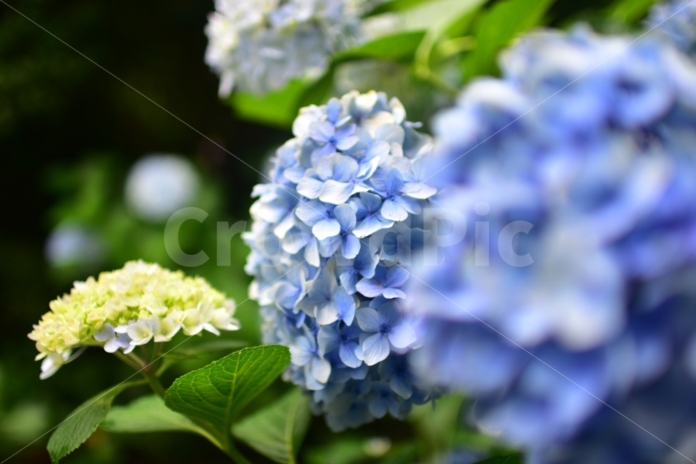 수국,꽃,풍경,자연,제주도,보라,파랑,풀,식물,자연,plants,nature,꽃,flower