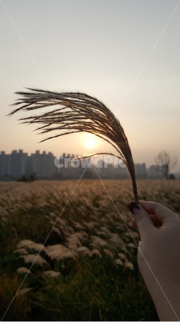 억새,노을,가을,억세밭,가을바람,추억,해질녘,가을,계절,fall,autumn,season,grass,잔디,plant,식물