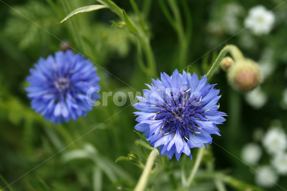 수레국화,식물,flower,plants,nature,꽃,꽃봉오리,꽃밭,식물,자연,plants,nature,꽃,flower