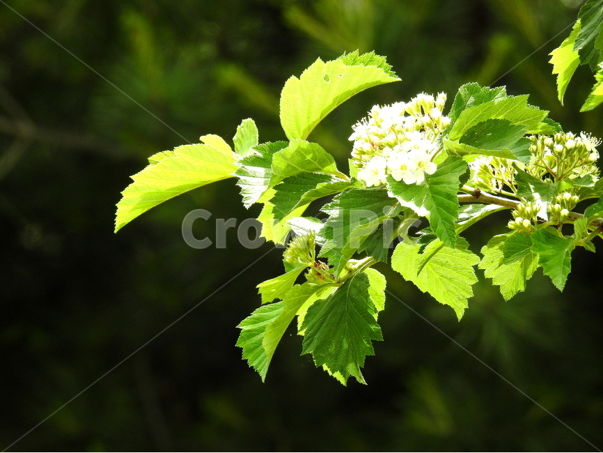 나무,꽃,봄,식물,자연,식물,자연,plants,nature,꽃,flower,휴식,힐링,rest,relaxation,healing