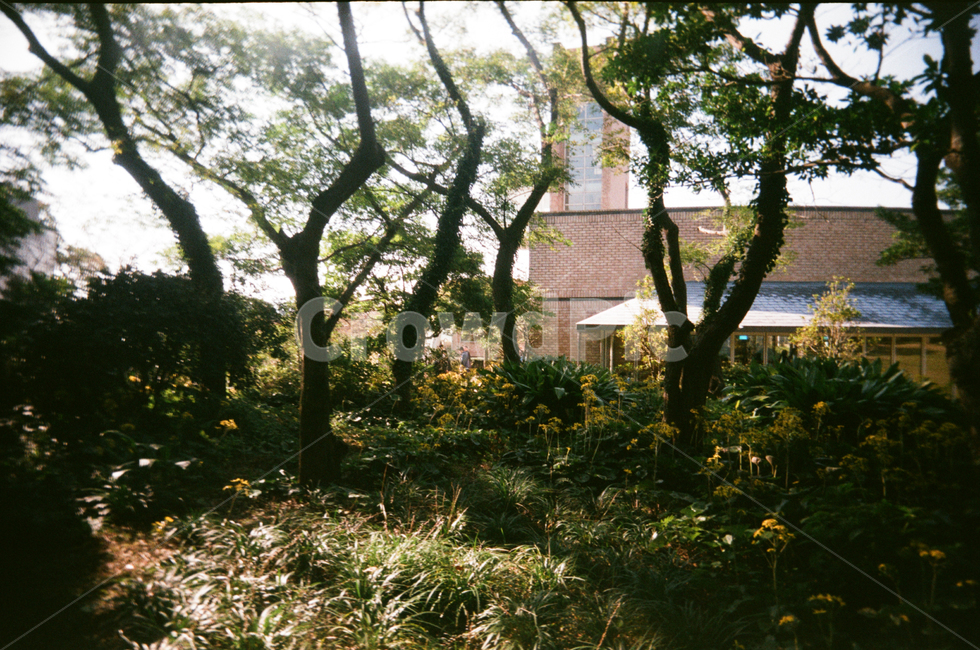 tree,나무,식물,plant,treetrunk,나무줄기,필름사진,자연,풍경,nature,landscape,tree trunk,나무 줄기
