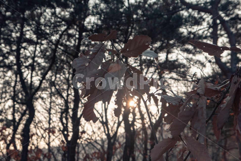 flare,플레어,light,빛,nature,자연,outdoors,옥외,낙엽,상수리나무,가을,도토리,석양