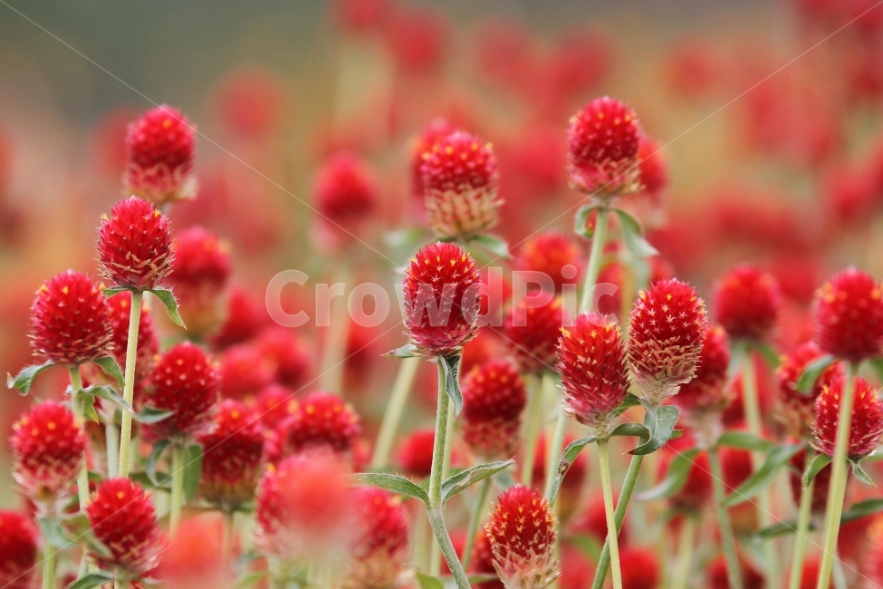꽃,식물,천일홍,자연,감성사진,식물,자연,plants,nature,꽃,flower