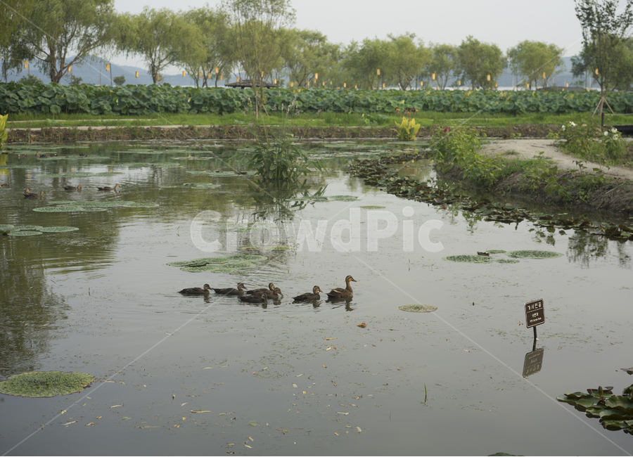 연못,오리,오리떼,오리들,아기오리,오리가족,가족,자연,풍경,nature,landscape,동물,animal,조류,새,birds,land,땅,outdoors,옥외,bird,water,물