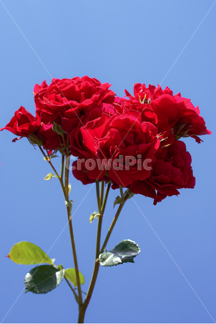 장미,하늘,식물,꽃,나무,plant,flower,rose