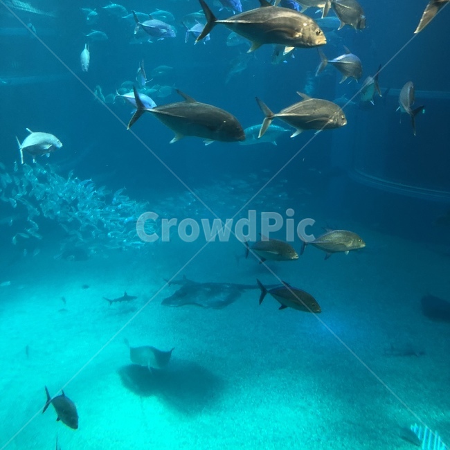 동물,아쿠아리움,수족관,물고기,스킨스쿠버,동물,animal,어류,물고기,fish