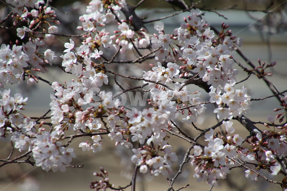봄,흰색,벗꽃,나무,꽃,봄,계절,spring,season,식물,자연,plants,nature,꽃,flower,plant,blossom